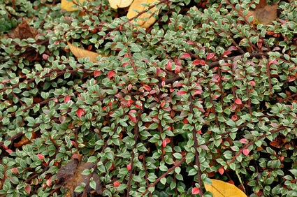 Cotoneaster horizontalis