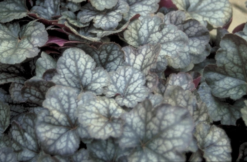 Purperklokje - Heuchera 'Regina'