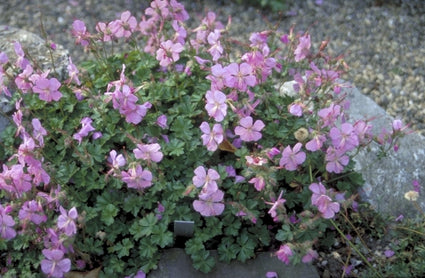 Geranium dalmaticum 'Bressingham Pink'