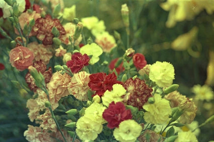 Tuinanjer - Dianthus caryophyllus 'Wenerdwerg'