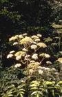 Angelica archangelica