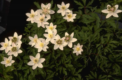 Bosanemoon - Anemone nemorosa 'Green Fingers'