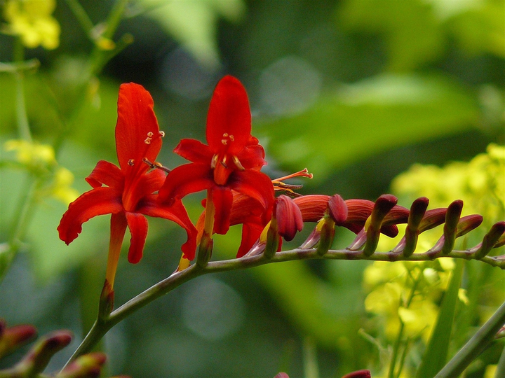 Montbretia