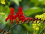 Montbretia - Crocosmia 'Luzifer'