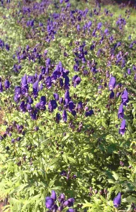 Monnikskap - Aconitum 'Spark's Variety'