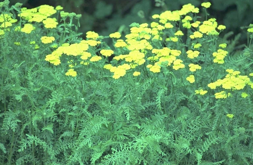 Duizendblad - Achillea 'Taygetea'