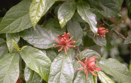 Calycanthus floridus var. laevigatus