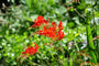 Montbretia - Crocosmia 'Luzifer'