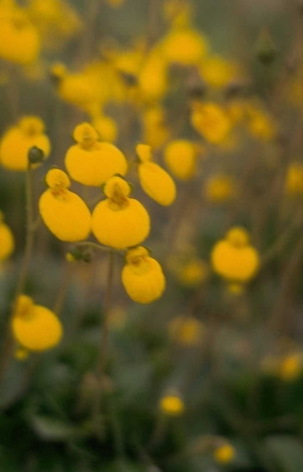 Pantoffelplant - Calceolaria biflora