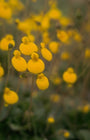 Pantoffelplant - Calceolaria biflora