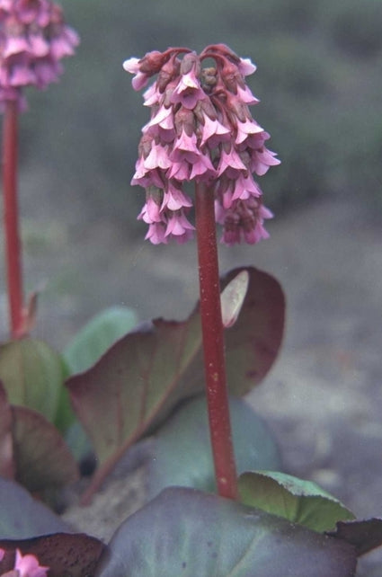 Schoenlappersplant - Bergenia 'Perfect'