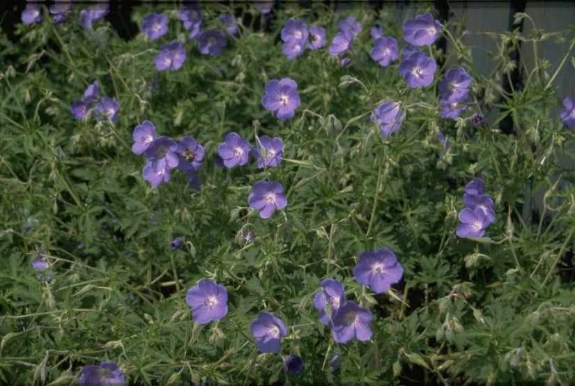 Geranium 'Brookside'