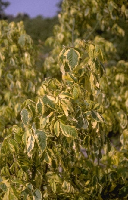 Vederesdoorn - Acer negundo 'Aureomarginatum'