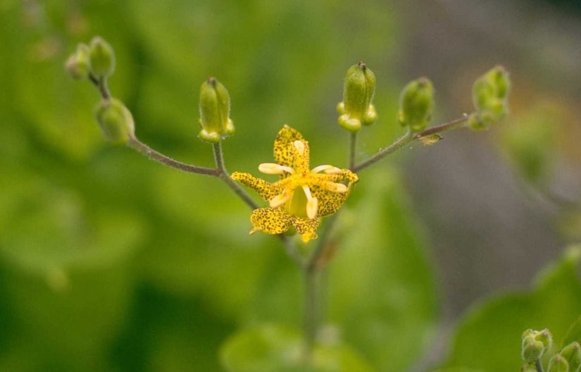 Paddenlelie - Tricyrtis latifolia