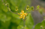 Paddenlelie - Tricyrtis latifolia