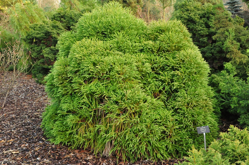 Japanse cipres - Cryptomeria japonica 'Compacta'