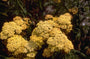 Gewoon duizendblad - Achillea millefolium 'Hoffnung'