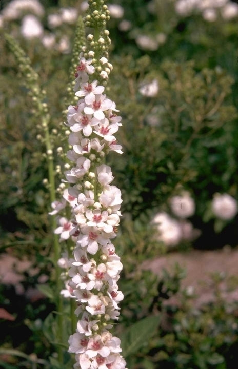 Verbascum chaixii 'Album'