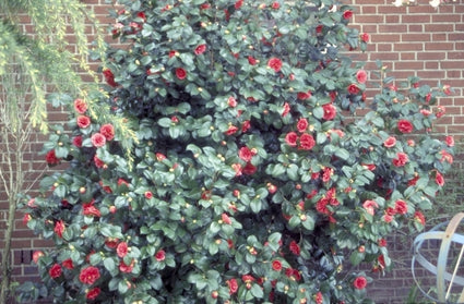 Camelia - Camellia japonica 'Matthotiana'