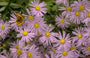 Aster amellus 'Dr Otto Petschek'