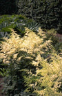 Spierstruik - Astilbe 'Brautschleier'