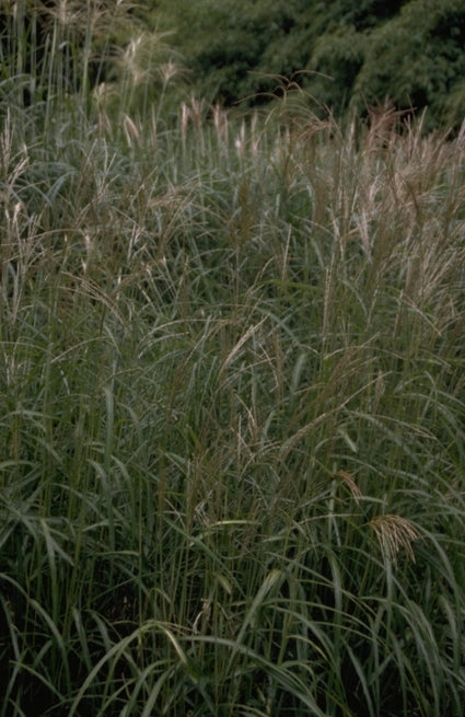 Prachtriet - Miscanthus sinensis 'Gewitterwolke'