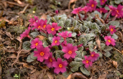 Sleutelbloem - Primula 'Tawny Port'