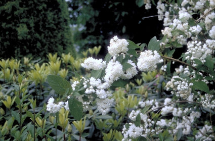 Bruidsbloem - Deutzia x magnifica 'Nancy'