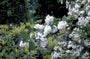 Bruidsbloem - Deutzia x magnifica 'Nancy'