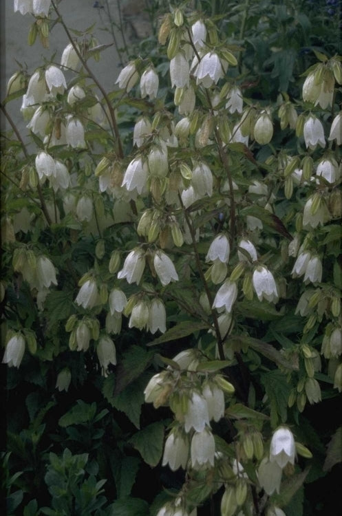 Campanula punctata 'Alba'