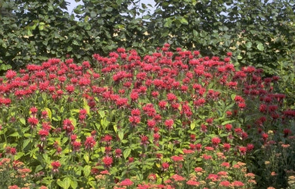 Bergamotplant - Monarda 'Mahogany'