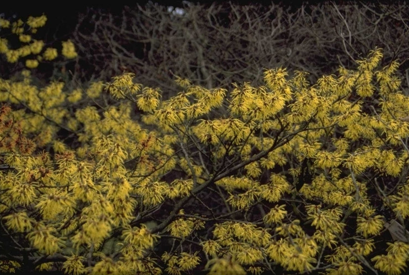 Toverhazelaar - Hamamelis x intermedia 'Pallida'