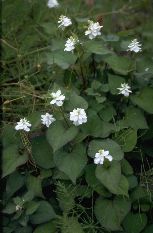 Houttuynia cordata 'Plena'