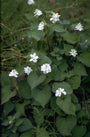 Houttuynia cordata 'Plena'