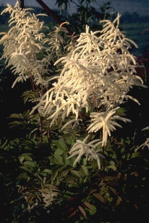 Geitenbaard - Aruncus dioicus