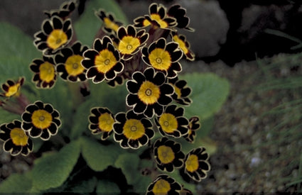 Sleutelbloem - Primula Gold Lace Hybrids