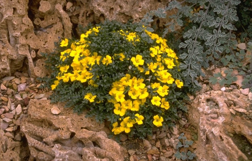 Morisia monanthos