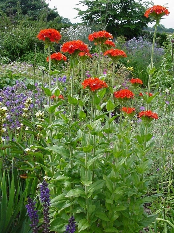 Lychnis chalcedonica