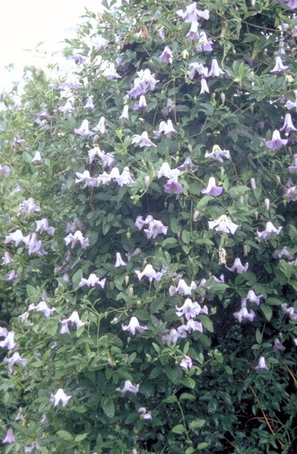 Clematis 'Blue Boy'