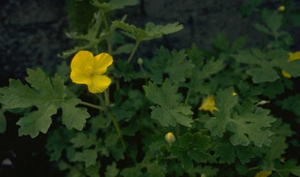 Stylophorum diphyllum