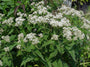 Doorgroeid leverkruid - Eupatorium perfoliatum