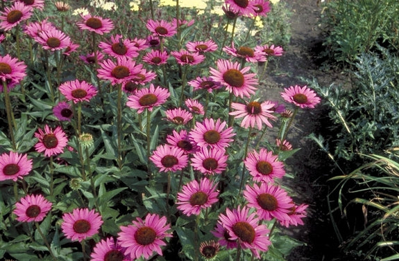 Rode Zonnehoed - Echinacea purpurea 'Rubinstern'