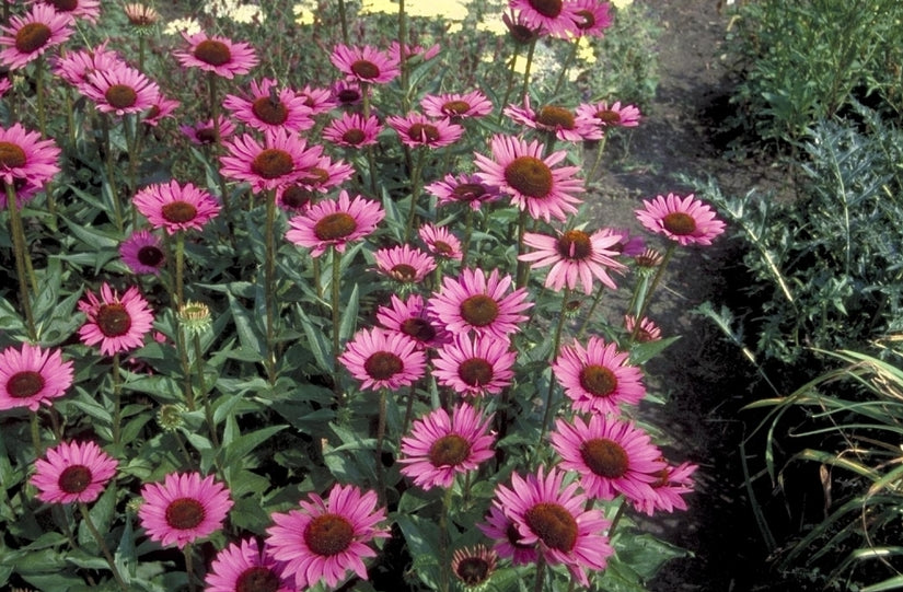 Rode Zonnehoed - Echinacea purpurea 'Rubinstern'