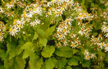 Grootbladige Aster Macrophyllus