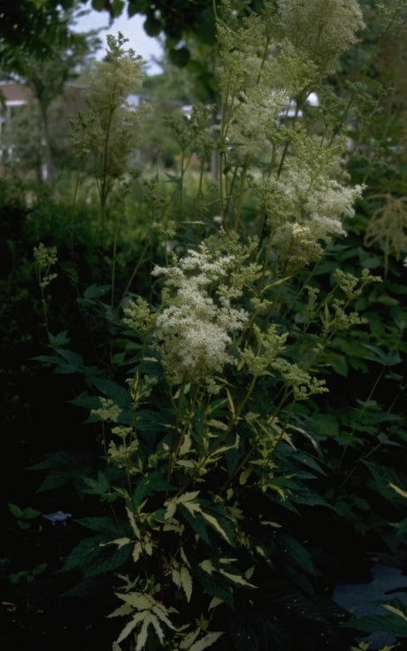 Moerasspirea - Filipendula ulmaria 'Variegata'