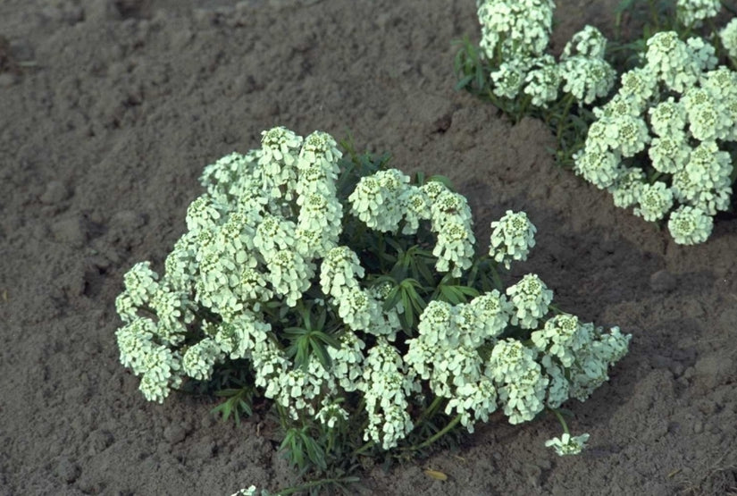 Iberis sempervirens 'Weisser Zwerg'