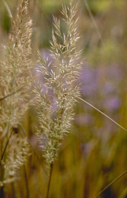 Diamantgras - Stipa brachytricha