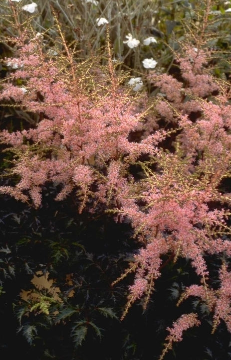 Spierstruik - Astilbe 'Hennie Graafland'