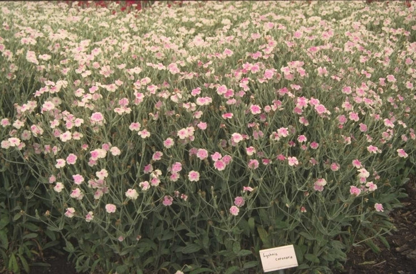 Prikneus - Lychnis coronaria 'Oculata'