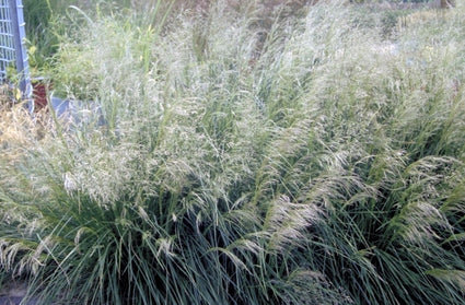 Ruwe smele - Deschampsia cespitosa 'Goldstaub'